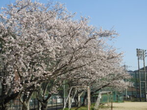 玖珂グラウンドの桜も満開です！